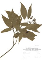 藏品(臺灣莢蒾)的圖片